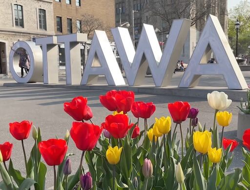 Ottawa Tulip