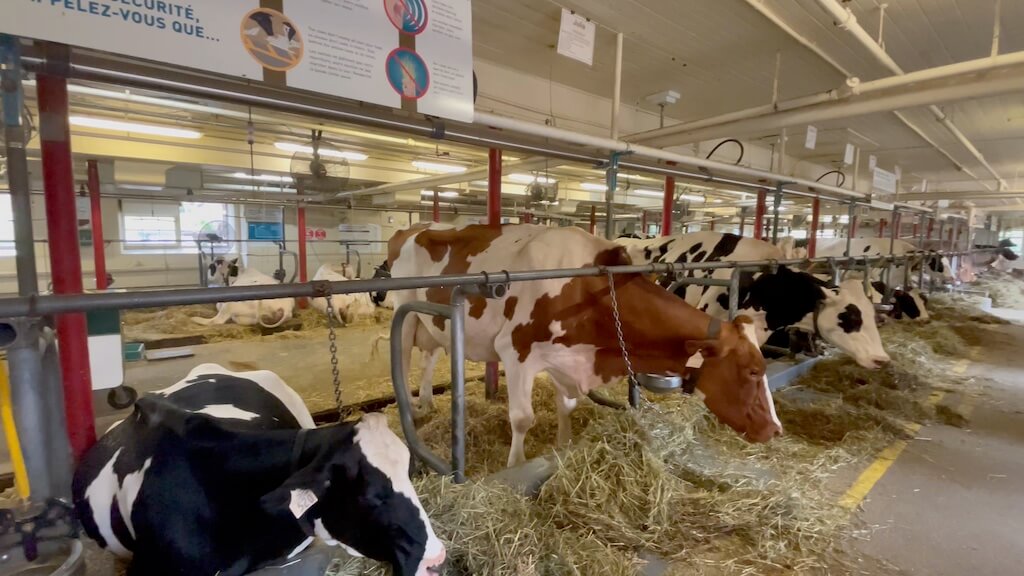 Canada Agriculture and Food Museum dry cow