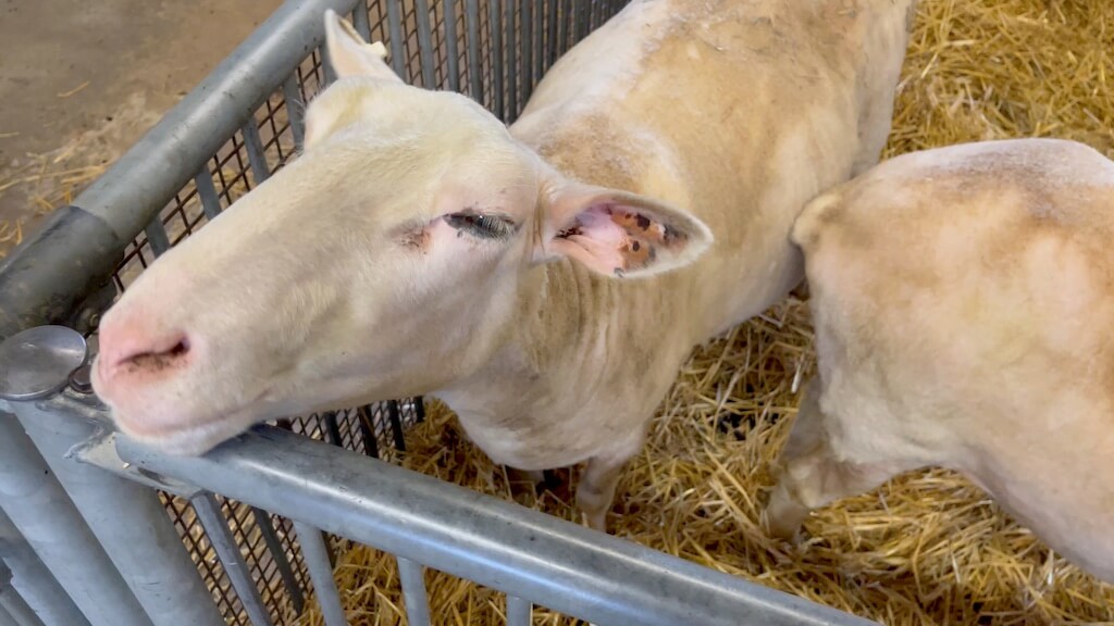 Canada Agriculture and Food Museum sheep