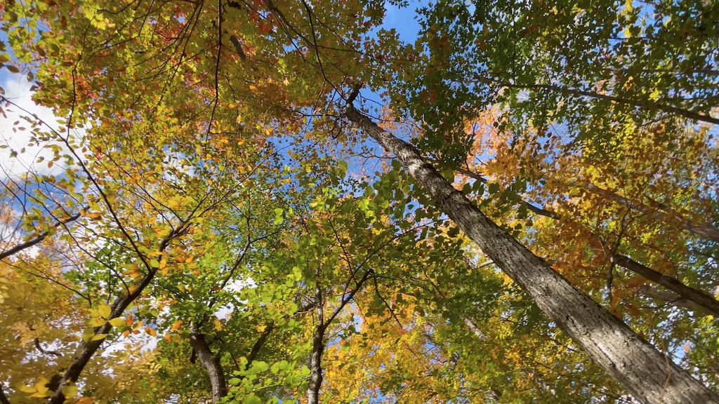 fall foliage in gatineau park quebec